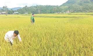 Lúa nếp than trĩu hạt trên những thửa ruộng thiếu nước