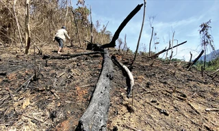 Hiện trường vụ cháy rừng ở tiểu khu 689 xã Phước Kim (Phước Sơn, Quảng Nam) hồi tháng 5/2021 đang được công an huyện điều tra. Ảnh: N.D 