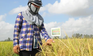 Lúa chín ở đồng, nhưng nông dân gặp khó trong thu hoạch, thương lái và DN khó thu muaẢnh: Cảnh Kỳ 