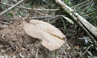 Công an khởi tố vụ án chặt hạ gỗ táu rừng Tây Yên Tử