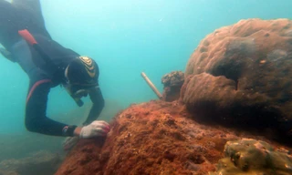 Thành viên Sasa đang cấy san hô lên giá thể tự nhiên Ảnh: Sasa 