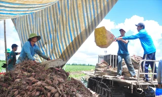 Anh Nguyễn Ngọc Mai (bìa phải) cùng nhân công thu hoạch khoai lang