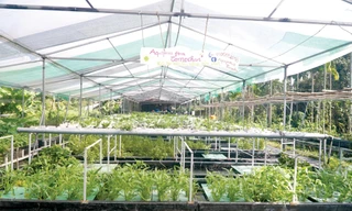 Bỏ việc lương cao làm… nông dân