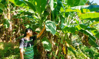 Ka Hân trong vườn chuối rừng 