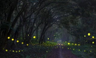 Ảnh: Vườn quốc gia Cúc Phương - Cuc Phuong National Park