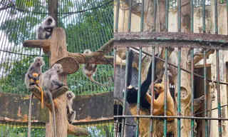 Ly kỳ chuyện cha mẹ khỉ xám đẻ con lông vàng, Thảo Cầm Viên vào cuộc minh oan