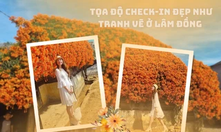 Tọa độ check-in tại Lâm Đồng: Ngôi nhà phủ đầy hoa xác pháo đẹp tựa như tranh vẽ