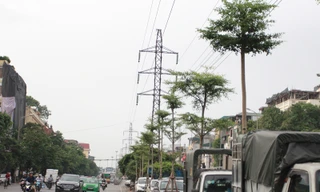 Cây xanh được trồng dưới lưới điện cao áp.