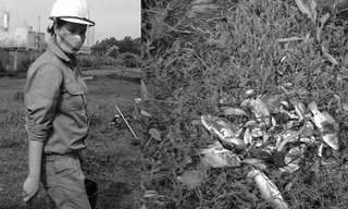 Cảnh công nhân Nhà máy đạm Ninh Bình vớt cá chết.