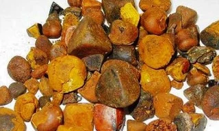 Sỏi mật trâu bò dùng làm thuốc