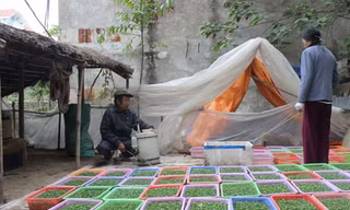 Xóm sợ Tết