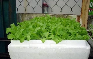 "Trồng rau trên mái nhà” giành HCV quốc tế