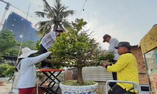 Người trồng mai đang trẩy lá để phục vụ dân chơi dịp Tết