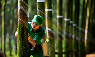 Hành trình phát triển cao su ở Lào, Campuchia: Thắt chặt tình đoàn kết, hữu nghị keo sơn