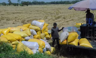Điều gì đang ảnh hưởng tới an ninh lương thực?