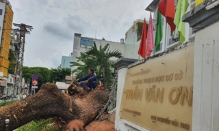 Cây trong trường học bật gốc làm ít nhất 7 người bị thương: Ai chịu trách nhiệm?