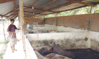 Dùng chất tạo nạc, người nuôi nói gì?