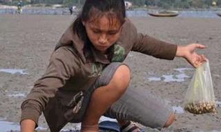 Những hoa xương rồng trên cát