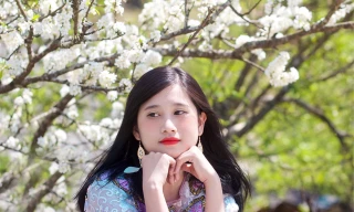 Cô giáo trẻ hóa thân thành “nàng thơ” giữa rừng hoa mận Sa Pa