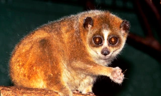 Tình cờ mua con vật có tên trong Sách đỏ về làm cảnh, người dân giao nộp ngay cho kiểm lâm