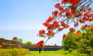 Rực rỡ sắc đỏ hoa phượng xứ Huế