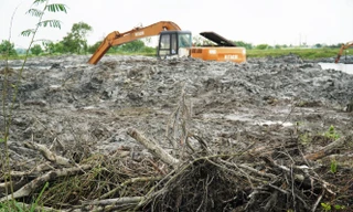 Kiểm điểm tập thể, cá nhân liên quan vụ giao ‘nhầm’ mặt bằng khiến rừng ngập mặn bị phá