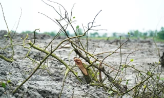 TT-Huế: Phá rừng ngập mặn thi công dự án thoát lũ