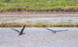 Phát hiện loài chim quắm đen quý hiếm lần đầu xuất hiện tại Thừa Thiên-Huế