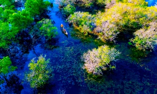 Xao xuyến sắc thu ở rừng ngập mặn nổi tiếng xứ Huế