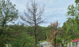 Hàng loạt cây thông già rừng cảnh quan ở Huế bị khoan lỗ, ‘đầu độc’ bằng dung dịch lạ