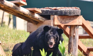 Vì sao Trung tâm Cứu hộ gấu Bạch Mã vẫn chờ… gấu?
