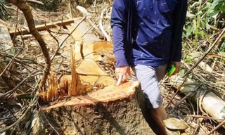 Kỷ luật cảnh cáo một trưởng trạm quản lý bảo vệ rừng