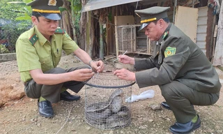 Phát hiện trăn gấm dài gần 2 mét bò vào vườn nhà