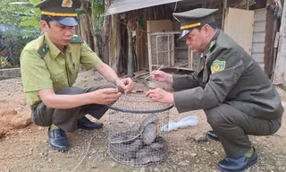 Phát hiện trăn gấm dài gần 2 mét bò vào vườn nhà