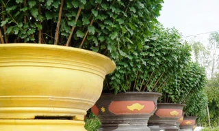 Hoa Tết xứ Huế vẫn ‘nằm vườn’ chờ người mua