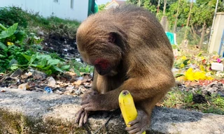 Bất ngờ phát hiện khỉ mặt đỏ quý hiếm ở TT-Huế