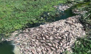 Cá tự nhiên tại các ao hồ gần nhà máy ở KCN Phong Điền chết hàng loạt vào giữa tháng 8/2021