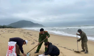 Thu gom 40 tấn dầu vón cục tràn bờ tại vịnh Lăng Cô và vùng lân cận