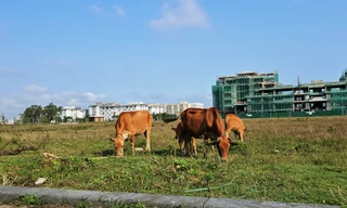 Quảng trường, công viên cây xanh 100 tỷ tại Huế nhếch nhác, thành nơi chăn thả trâu bò