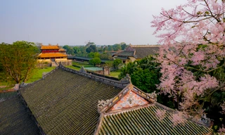 Ngẩn ngơ ngắm loài ‘vương giả chi hoa’ tuyệt đẹp giữa chốn Hoàng cung Huế