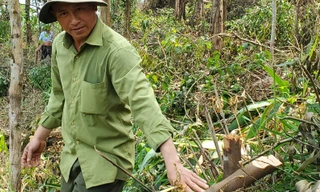 Vụ chặt nhiều cây rừng phòng hộ tại Huế: Từng bị lập biên bản vẫn ‘làm liều’?