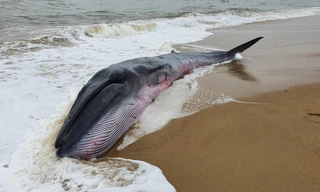 Cá voi có trọng lượng khoảng 3 tấn dạt vào vùng bờ biển TT-Huế