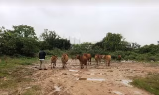Chủ quán bê thui lùa trộm đàn bò 12 con của người dân trong đêm