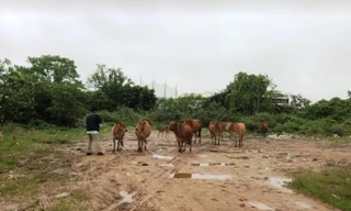 Chủ quán bê thui lùa trộm đàn bò 12 con của người dân trong đêm