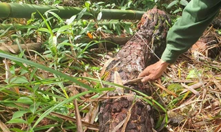 Nhiều cây thông rừng đặc dụng trên 20 năm tuổi bị cưa hạ rồi vứt bỏ trong rừng