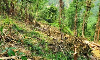 Tỉa thưa rừng trồng, hạ luôn nhiều cây bản địa phòng hộ