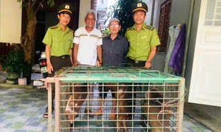 Một người dân cùng lúc giao nộp 3 cá thể động vật hoang dã quý hiếm