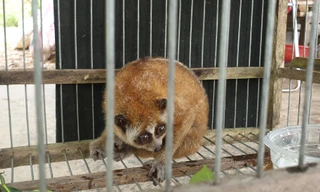 Huế: Học sinh lớp 6 tự nguyện giao nộp cu li hoang dã cực kỳ quý hiếm