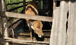 Bò hỗ trợ bị bệnh lở mồm long móng sau 5 ngày nhận nuôi