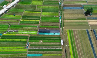 Bay trên những cánh đồng rau xanh mướt